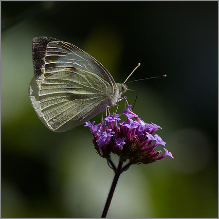 "Large White"
