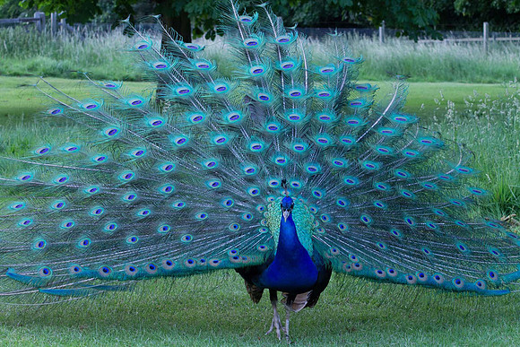 "Peacock"