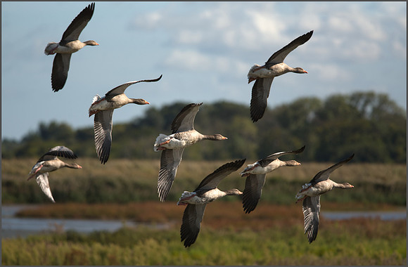 "On The Wing"