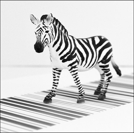"Zebra Crossing"