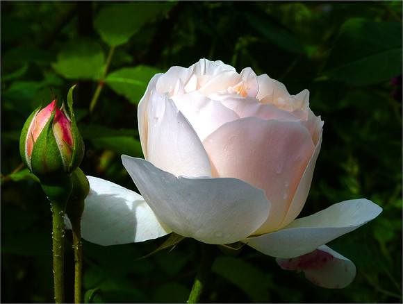 "ROSE AND BUD"