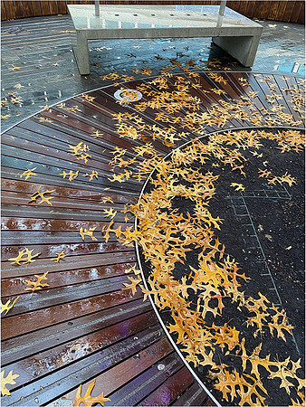 "Lines And Leaves"
