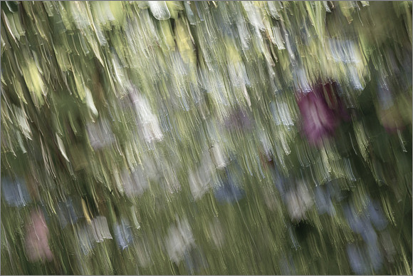 "Flowers In The Rain"