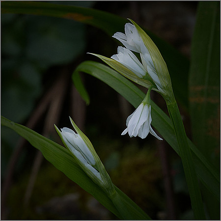 "Unfurling Garlic"