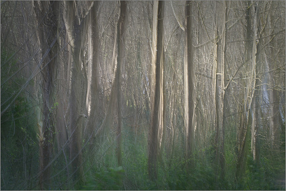 "Peterville Woods"