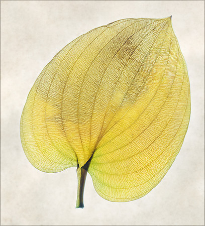 "Pressed Leaf"