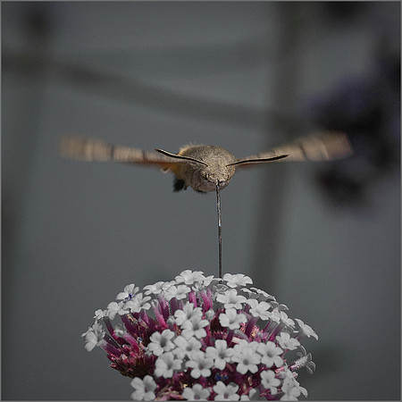 "HUMMINGBIRD HAWK MOTH"