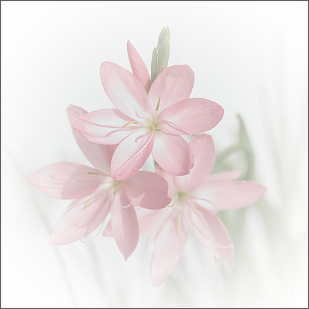 "KAFFIR LILY"