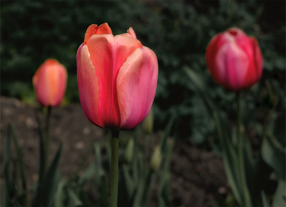 "TULIP SPLENDOUR"