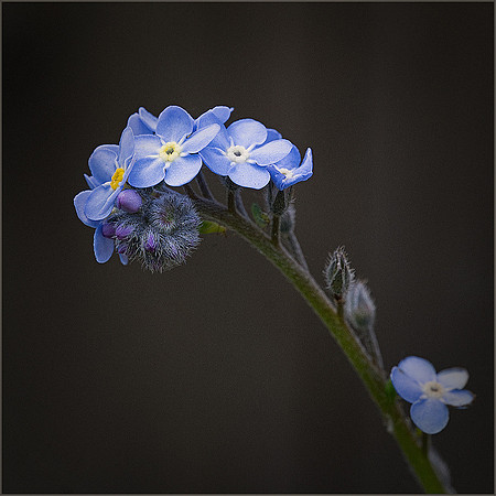 "Forget-Me-Not"
