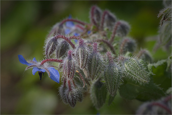 "Borage"
