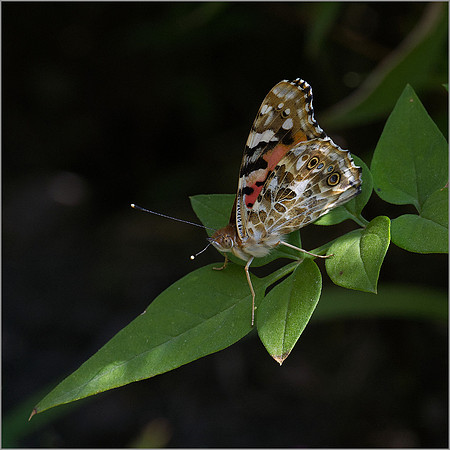 "Sweet Painted Lady"