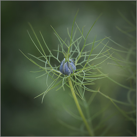 "Nigella In Bud"