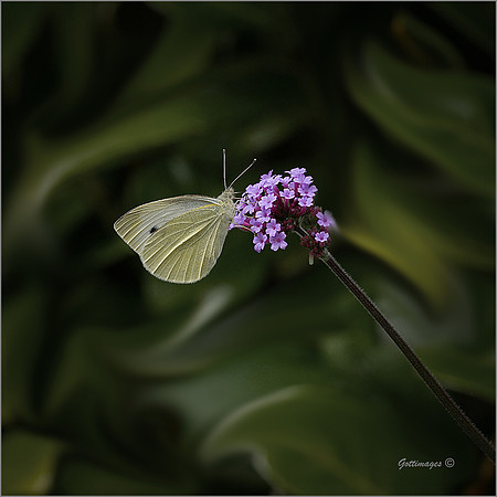 "SMALL WHITE"