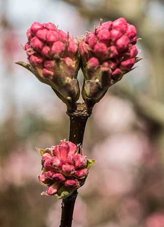 "Fresh Buds"