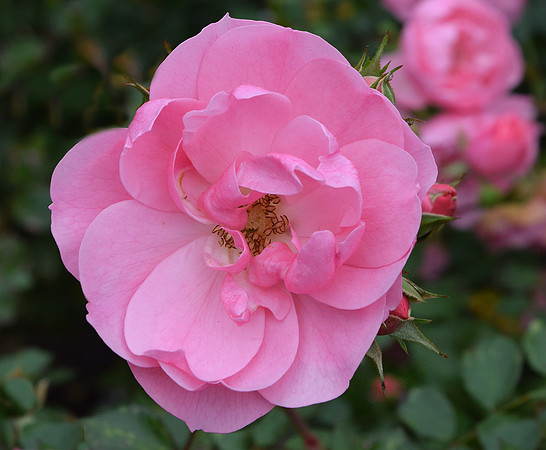 PINK ROSE by John Spowart