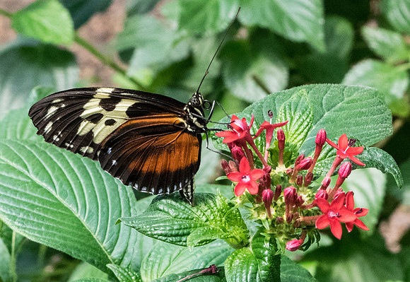 TIGER LONGWING