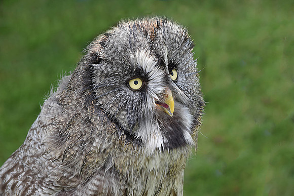 "Tawny Owl"