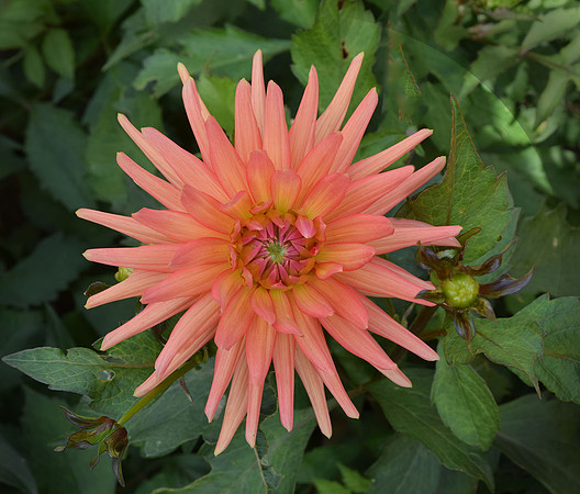 "Dahlia"