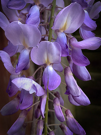 "WISTERIA"