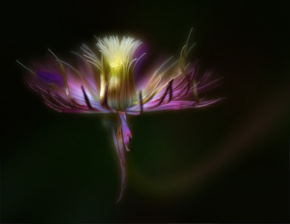 Garden Glow