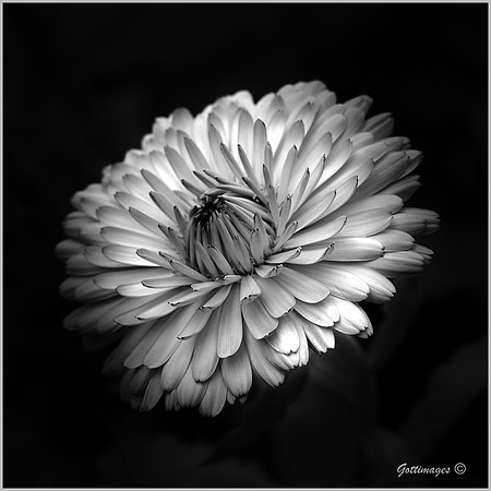 Dahlia