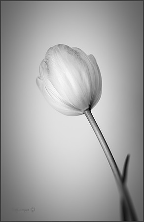 "Lone Tulip"