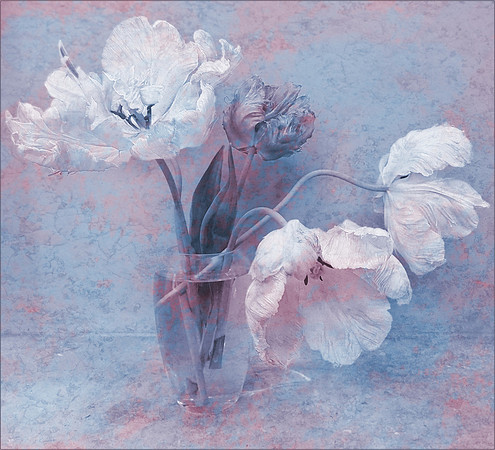 "Variation on a theme of tulips"