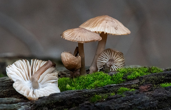 "Fungi Group"