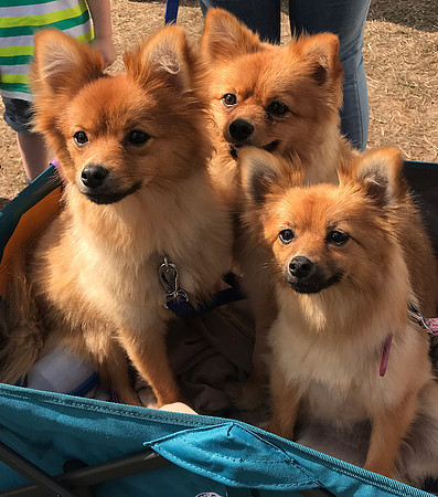"TRIO OF TROUBLE"