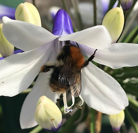"Collecting Nectar and Pollinating"
