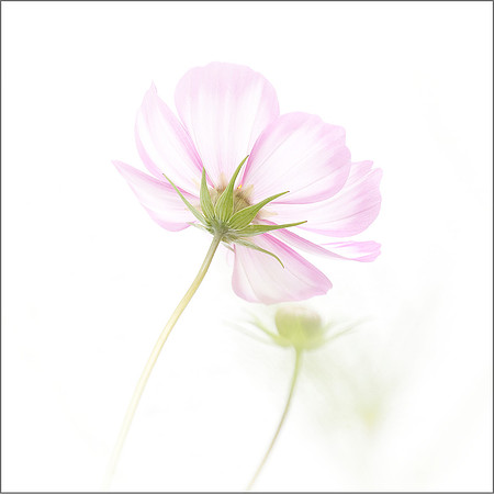 "Cosmos" 2023 Digital Projected Image of the Year