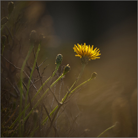"Golden Samphire"