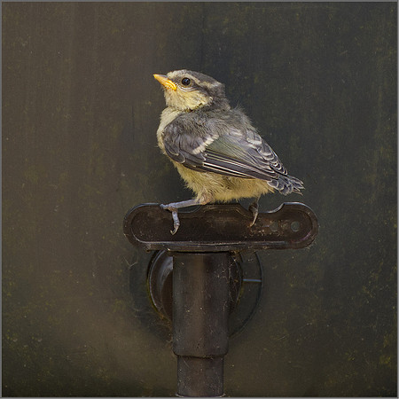 "Fledged"