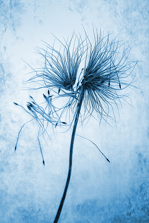 Seed Dispersal