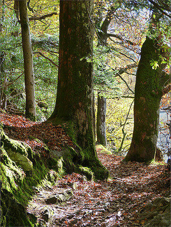 "Woodland"