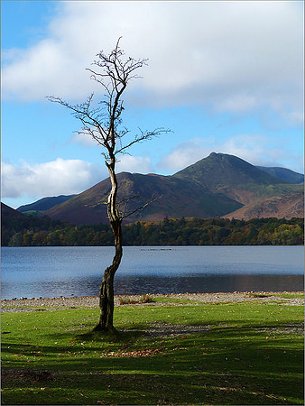 "Lakeside Tree"
