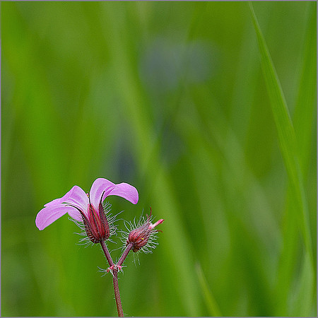 "HERB ROBERT"