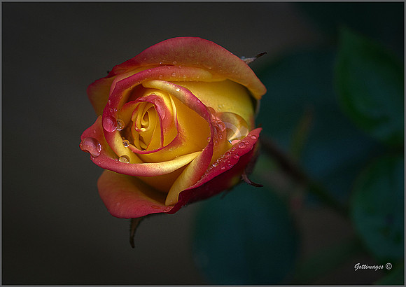 "Linda's Rose"