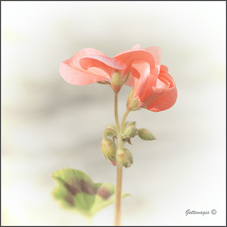 "Geranium Delight"