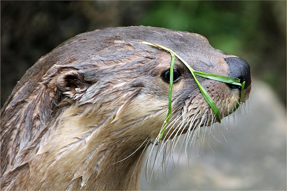Grassy-Eyed