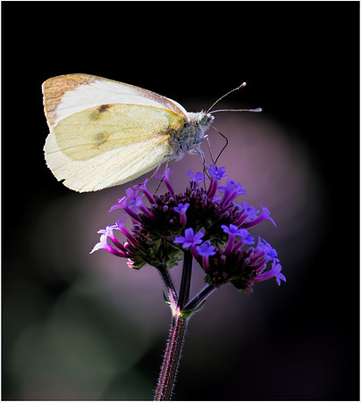 Large White Feeding on Verbena